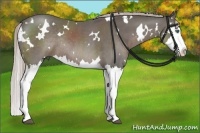 Horse Color:White Spotted Silver Black Splash Rabicano 