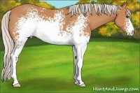 Horse Color:White Spotted Silver Bay 