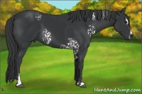 Horse Color:White Spotted Black Sabino