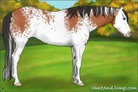 Horse Color:White Spotted Bay Splash Rabicano
