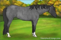 Horse Color:Smoky Blue Roan Rabicano 