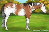 Horse Color:White Spotted Bay Splash 