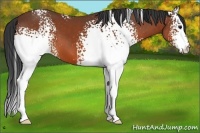 Horse Color:White Spotted Bay 