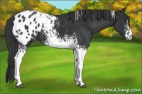 Horse Color:White Spotted Black Blanket 