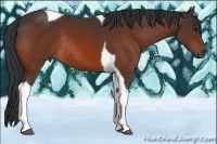 Horse Color:Bay Tobiano Rabicano