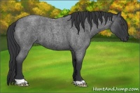 Horse Color:Blue Roan 