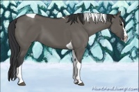 Horse Color:Grullo Splash Tobiano