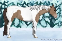 Horse Color:Classic Champagne Tobiano 