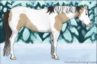 Horse Color:Classic Champagne Dun Sabino Splash Tobiano Rabicano