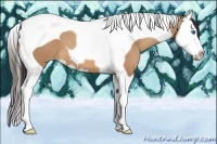 Horse Color:Amber Champagne Splash Tobiano 