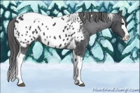 Horse Color:Black Sabino Splash Tobiano Appaloosa Rabicano