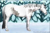 Horse Color:White Spotted Grullo Tobiano Rabicano 