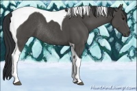 Horse Color:Black Tobiano Rabicano 
