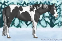 Horse Color:Black Splash Tobiano