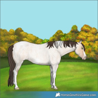 Horse Color:Amber Champagne Roan Dun Tobiano Frame 