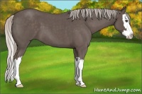 Horse Color:Silver Blue Roan Splash