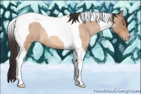 Horse Color:Amber Champagne Roan Tobiano 