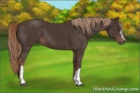 Horse Color:Liver Chestnut 