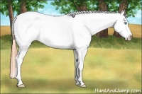 Horse Color:White Spotted Buckskin Pearl Sabino Appaloosa
