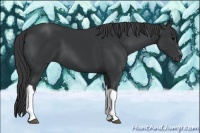Horse Color:Black Sabino Tobiano Rabicano