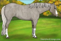 Horse Color:Silver Smoky Blue Roan Splash Rabicano