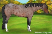 Horse Color:Unknown 