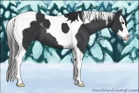 Horse Color:Black Splash Tobiano