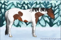 Horse Color:Bay Tobiano 