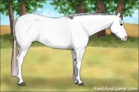 Horse Color:Bay Ice Dun Sabino Splash Appaloosa 