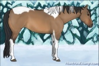 Horse Color:Bay Dun Tobiano