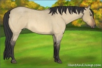 Horse Color:Buckskin Roan Dun