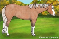 Horse Color:Silver Bay Roan Splash