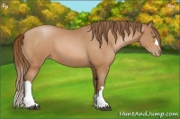 Horse Color:Bay Pearl