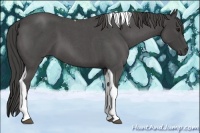 Horse Color:Smoky Blue Roan Tobiano 