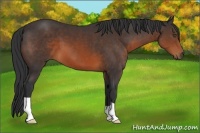 Horse Color:Brown 