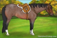 Horse Color:Bay Roan 