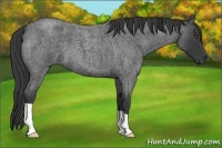 Horse Color:Blue Roan 