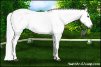 Horse Color:Gray Chestnut Splash Tobiano 