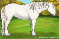 Horse Color:Perlino 