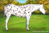 Horse Color:Bay Splash Appaloosa