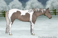 Horse Color:Silver Black Tobiano 