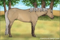Horse Color:Silver Buckskin Dun 