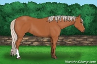 Horse Color:Silver Bay 