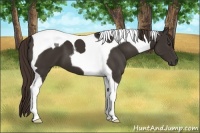 Horse Color:Liver Chestnut Tobiano 