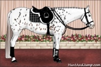 Horse Color:Brown Roan Appaloosa