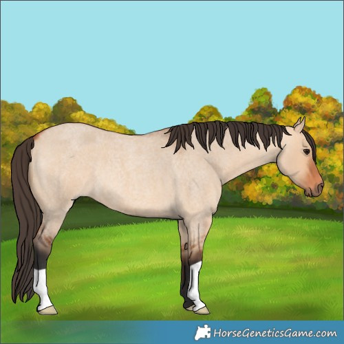 Horse Color:Bay Roan Dun