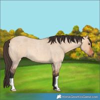 Horse Color:Bay Roan Dun 