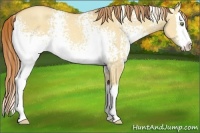 Horse Color:White Spotted Gold Champagne Dun Splash Rabicano