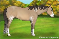 Horse Color:White Spotted Sable Champagne Splash 