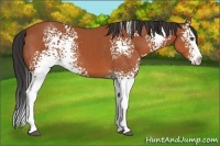 Horse Color:White Spotted Bay Sabino Splash
